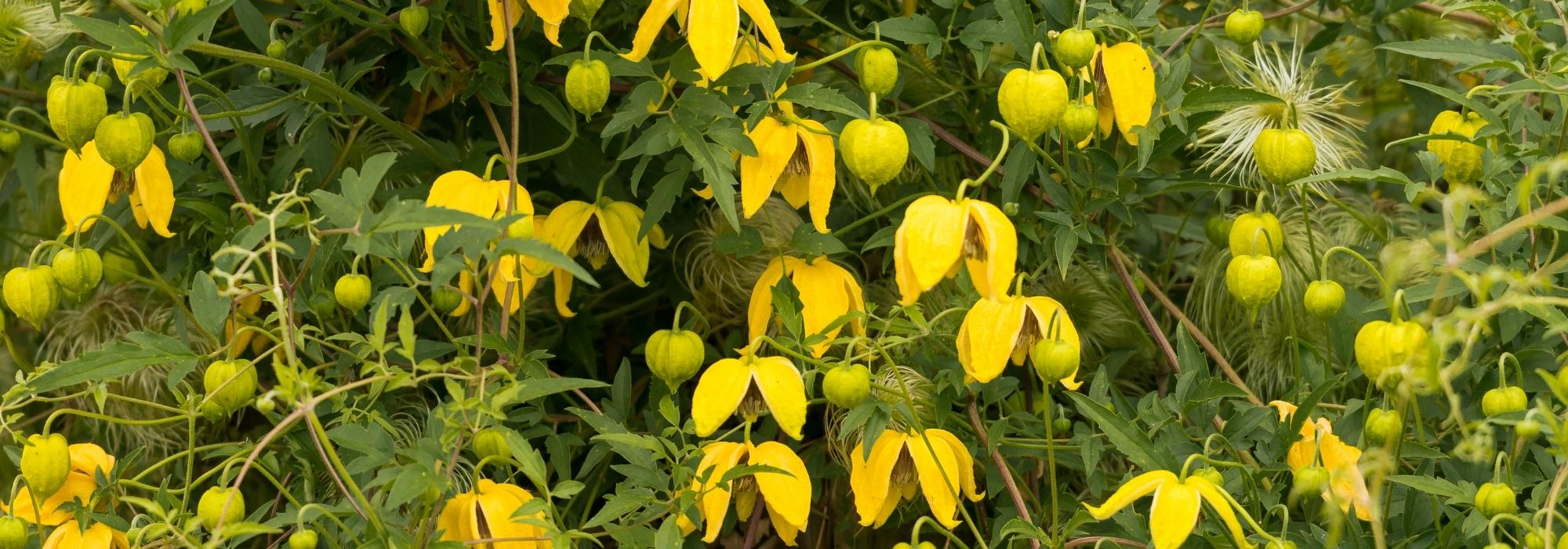 7 clemátides de verano de floración continua