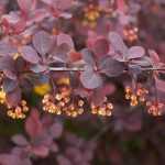 Berberis púrpura: las variedades más bellas