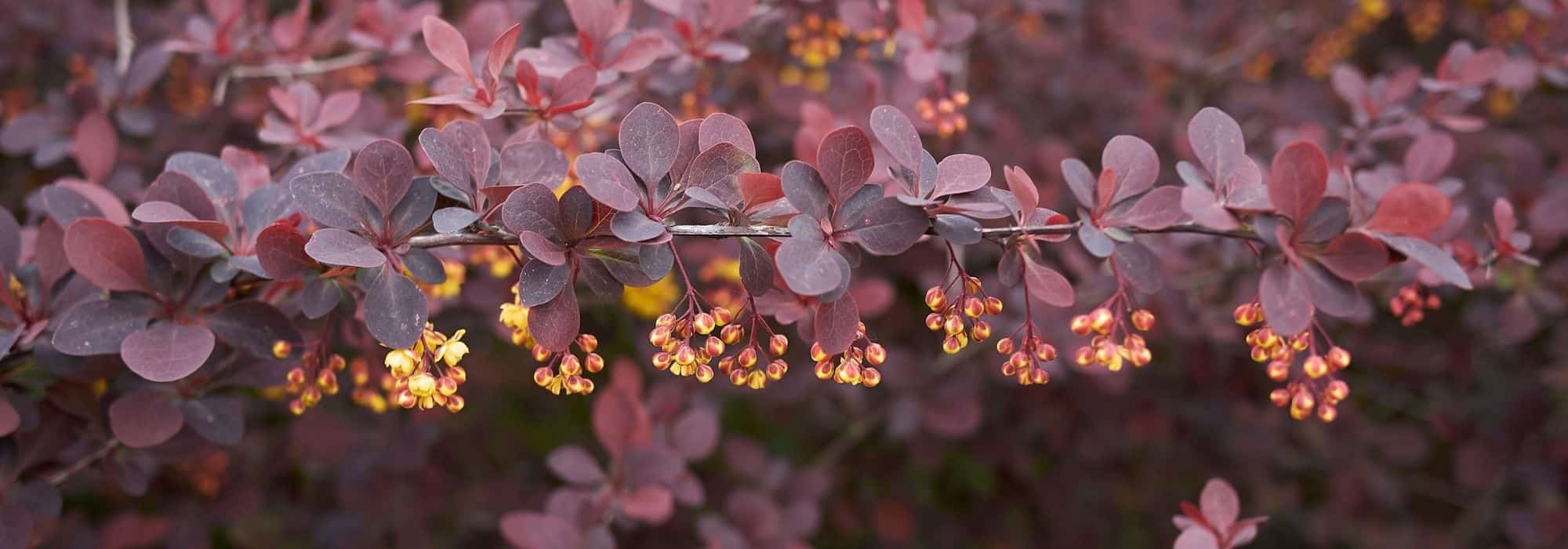 Berberis púrpura: las variedades más bellas