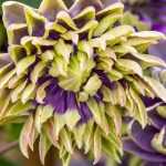 Las clemátides más espectaculares