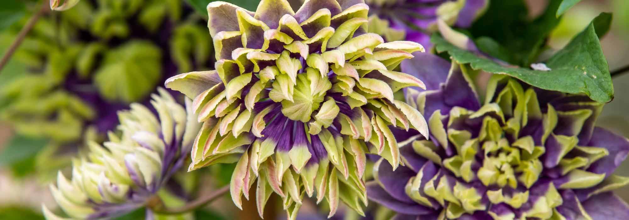 Las clemátides más espectaculares