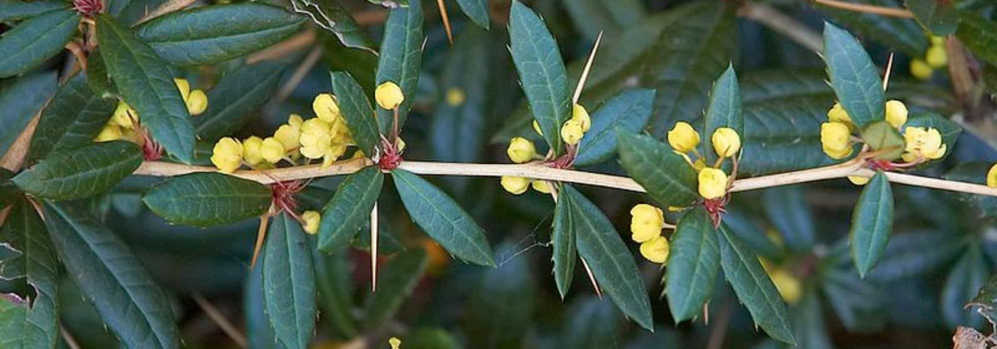5 Berberis perfectos en un seto