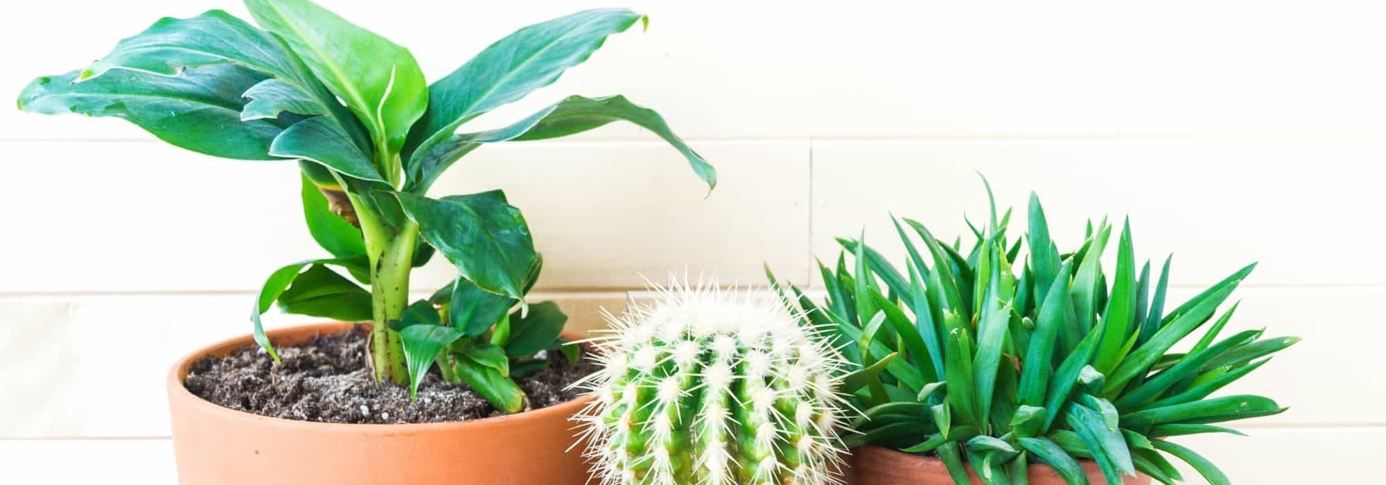 Plantas de exterior que también crecen en interior