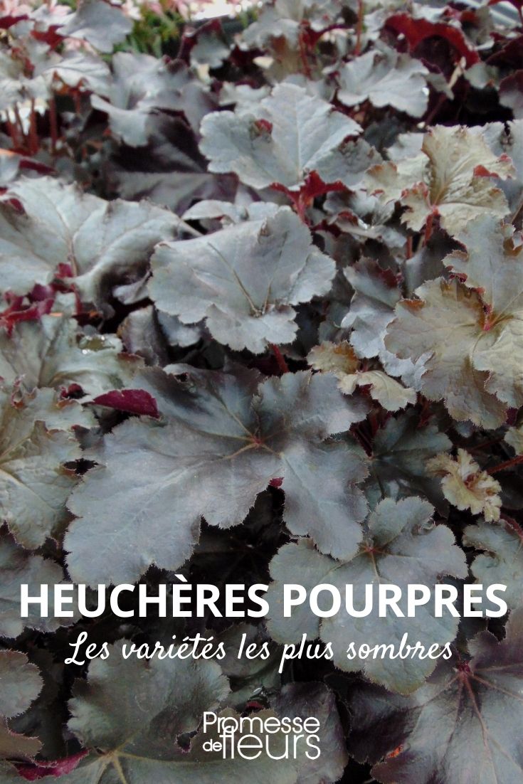 heuchera púrpura oscuro