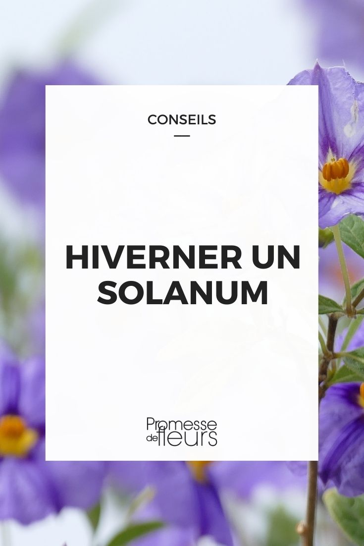 <h1>Hibernar un solanum</h1>

<p>El solanum, también conocido como <em>planta de patata ornamental</em>, es una planta perenne que puede sobrevivir al invierno si se toman las precauciones adecuadas. Aquí te explicamos cómo hibernar tu solanum para que vuelva a florecer en primavera.</p>

<h2>1. Preparación antes del invierno</h2>
<p>Antes de que lleguen las primeras heladas, es importante preparar tu solanum para el invierno. Sigue estos pasos:</p>
<ul>
  <li><strong>Poda:</strong> Recorta las ramas muertas o dañadas para estimular un crecimiento saludable en primavera.</li>
  <li><strong>Riego:</strong> Reduce gradualmente el riego a medida que se acerca el invierno.</li>
  <li><strong>Protección:</strong> Si tu solanum está en una maceta, considera llevarlo al interior. Si está en el suelo, cubre la base con mantillo para proteger las raíces.</li>
</ul>

<h2>2. Ubicación durante el invierno</h2>
<p>El solanum necesita un lugar fresco pero protegido durante el invierno. Aquí tienes algunas opciones:</p>
<ul>
  <li><strong>Interior:</strong> Coloca la maceta en una habitación fresca y luminosa, como un garaje o un sótano con ventanas.</li>
  <li><strong>Exterior:</strong> Si decides dejarlo afuera, asegúrate de cubrir la planta con un velo de hibernación o una manta térmica.</li>
</ul>

<h2>3. Cuidados durante el invierno</h2>
<p>Durante los meses fríos, tu solanum necesitará menos atención, pero no debes descuidarlo por completo:</p>
<ul>
  <li><strong>Riego:</strong> Riega solo cuando el suelo esté completamente seco.</li>
  <li><strong>Luz:</strong> Asegúrate de que reciba suficiente luz indirecta.</li>
  <li><strong>Temperatura:</strong> Mantén la planta en un ambiente con temperaturas entre 5°C y 10°C.</li>
</ul>

<h2>4. Preparación para la primavera</h2>
<p>Cuando el clima comience a calentarse, es hora de preparar tu solanum para la nueva temporada:</p>
<ul>
  <li><strong>Reanudar el riego:</strong> Aumenta gradualmente el riego a medida que las temperaturas suben.</li>
  <li><strong>Fertilización:</strong> Aplica un fertilizante equilibrado para estimular el crecimiento.</li>
  <li><strong>Poda final:</strong> Elimina cualquier rama muerta o enferma antes de que comience el nuevo crecimiento.</li>
</ul>

<p>Siguiendo estos consejos, tu solanum estará listo para florecer de nuevo en primavera, llenando tu jardín de color y vida.</p>