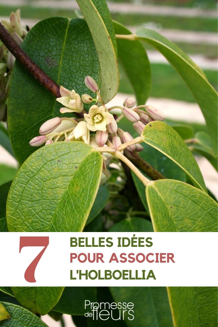 holboellia-asociar