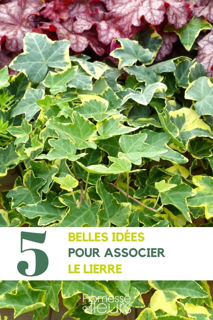 <h1>Hiedra: cómo asociarla</h1>

<p>La hiedra es una planta trepadora versátil que puede combinarse con diversas especies para crear composiciones atractivas en tu jardín. Aquí te presentamos algunas ideas para asociar la hiedra:</p>

<h2>1. Hiedra y rosales</h2>
<p>La combinación de hiedra y rosales crea un contraste interesante entre el follaje perenne de la hiedra y las flores coloridas de los rosales. Planta la hiedra en la base del rosal y deja que trepe por el soporte.</p>

<h2>2. Hiedra y clemátide</h2>
<p>La hiedra y la clemátide forman un dúo perfecto para cubrir pérgolas o vallas. La hiedra proporciona un fondo verde durante todo el año, mientras que la clemátide añade toques de color con sus flores.</p>

<h2>3. Hiedra y hostas</h2>
<p>En zonas sombreadas, combina la hiedra con hostas para crear una atmósfera fresca y relajante. Las grandes hojas de las hostas contrastan con el follaje más pequeño de la hiedra.</p>

<h2>4. Hiedra y bulbos de primavera</h2>
<p>Planta bulbos de primavera, como narcisos o tulipanes, alrededor de la base de la hiedra. Cuando florezcan en primavera, crearán un efecto sorprendente contra el fondo verde de la hiedra.</p>

<p>Recuerda que la hiedra es una planta vigorosa, así que asegúrate de controlar su crecimiento para que no ahogue a las plantas asociadas. Con un poco de planificación y cuidado, podrás disfrutar de hermosas combinaciones en tu jardín.</p>