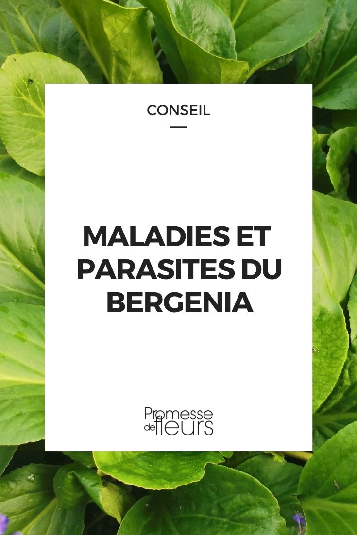 enfermedad parasitaria bergenia