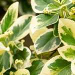 Enfermedades y parásitos del huso japonés