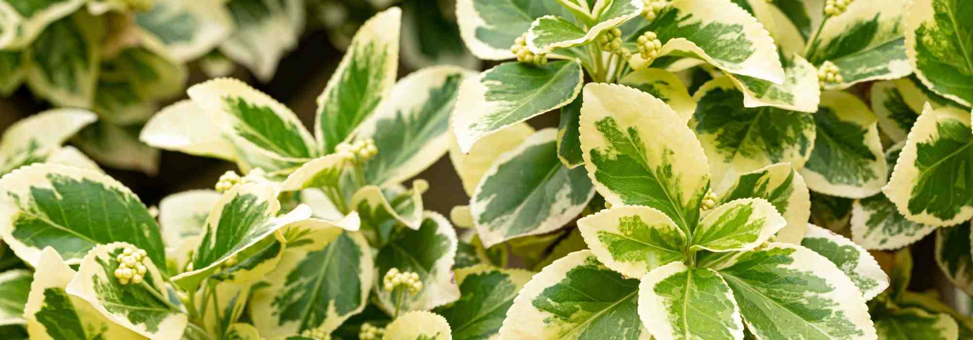 Enfermedades y parásitos del huso japonés