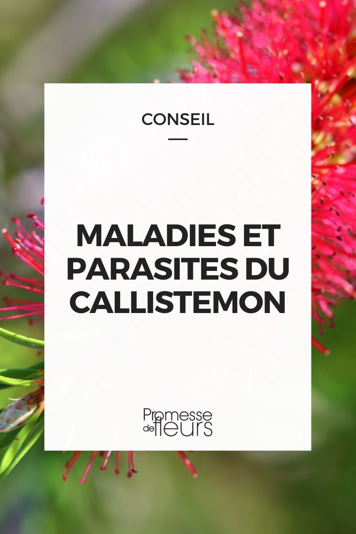 enfermedades y parásitos del callistemon