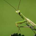 Mantis religiosa - Mantis religiosa: ¿Qué insecto es?
