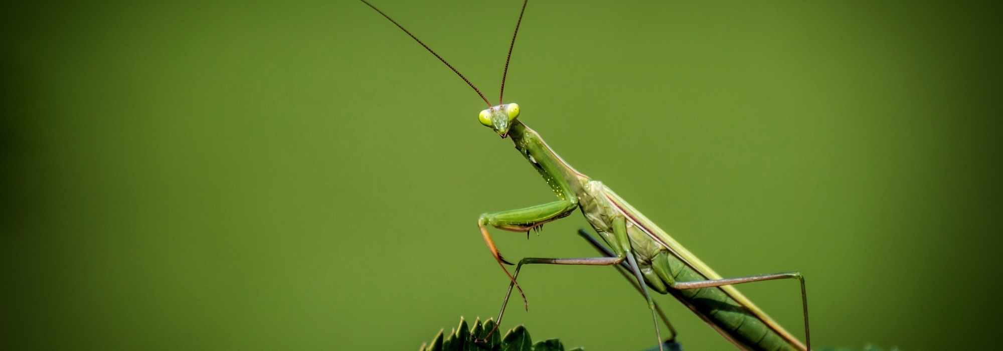 Mantis religiosa - Mantis religiosa: ¿Qué insecto es?