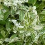 Los mejores Evónimos como plantas cubresuelos