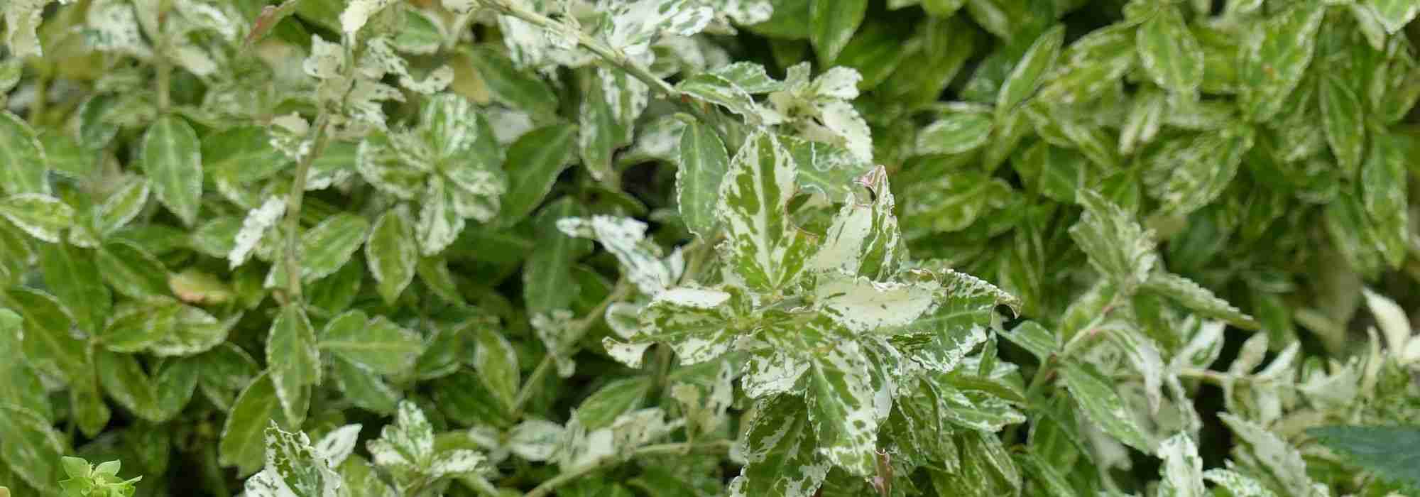 Los mejores Evónimos como plantas cubresuelos