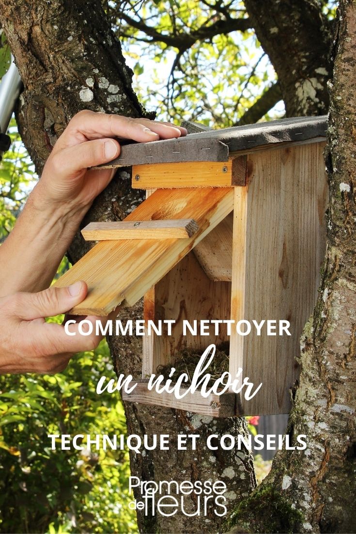 limpiar un nido para pájaros