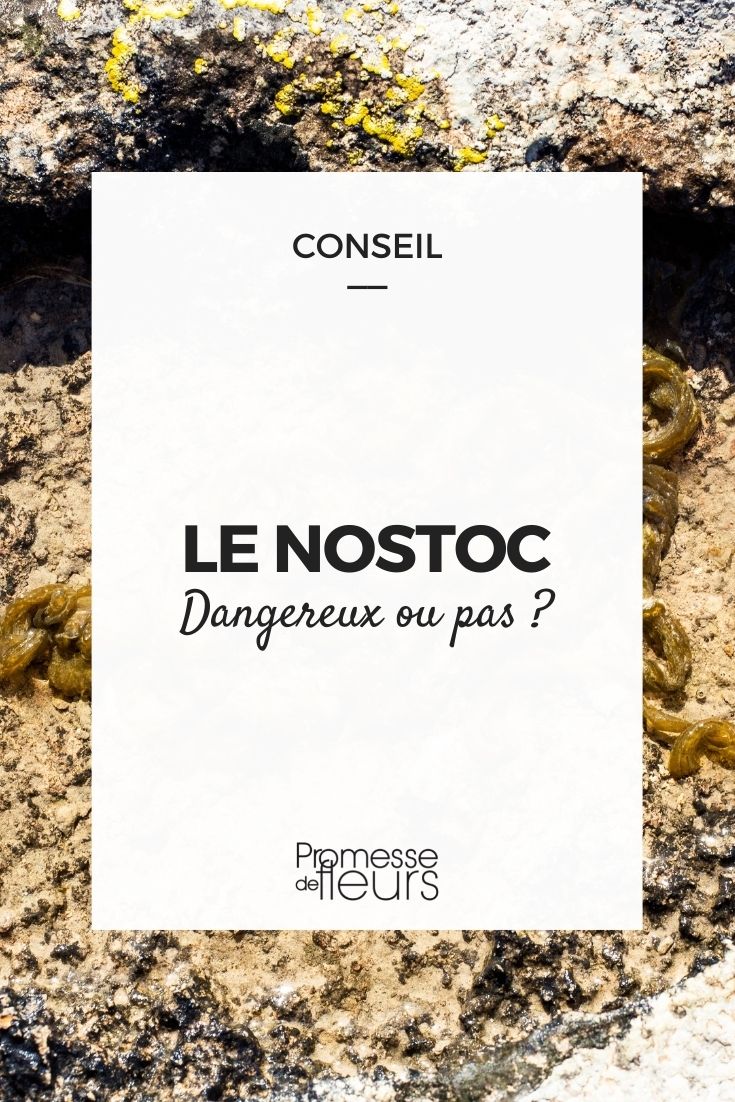 Nostoc.
