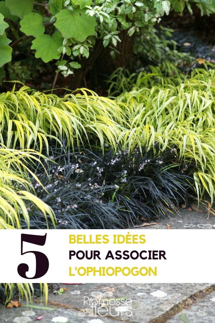 ophiopogon - asociar