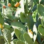 ¿Qué Opuntia plantar según tu región?