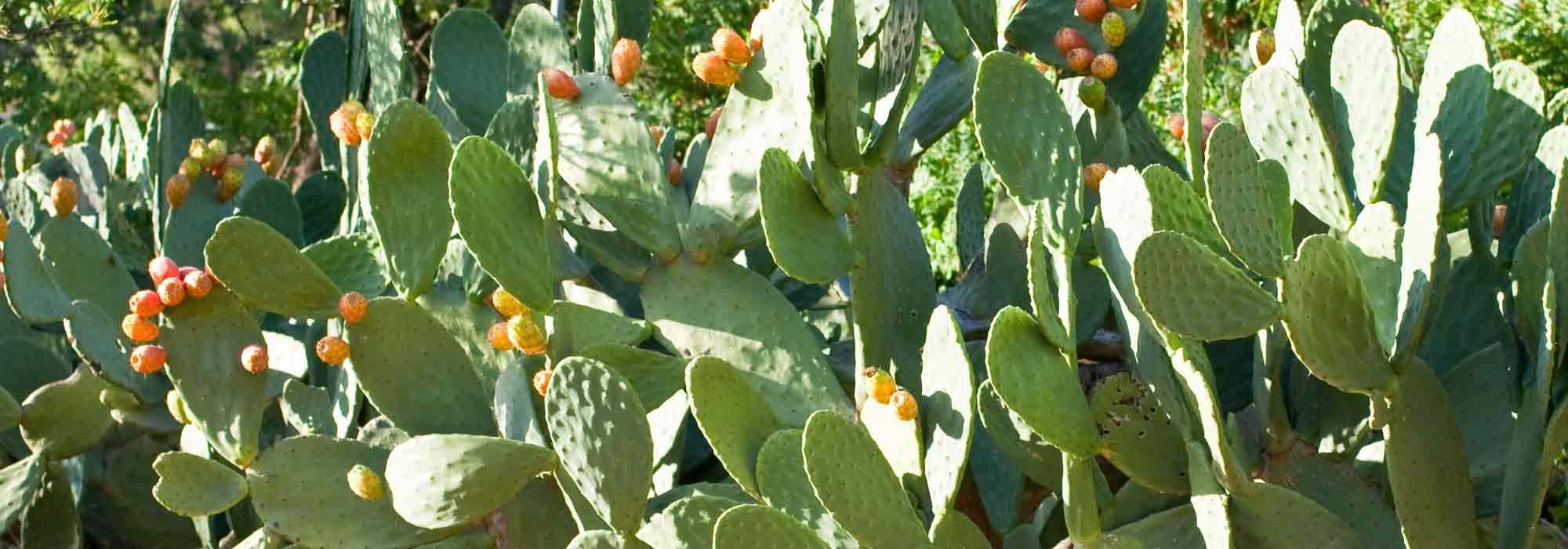 ¿Qué Opuntia plantar según tu región?