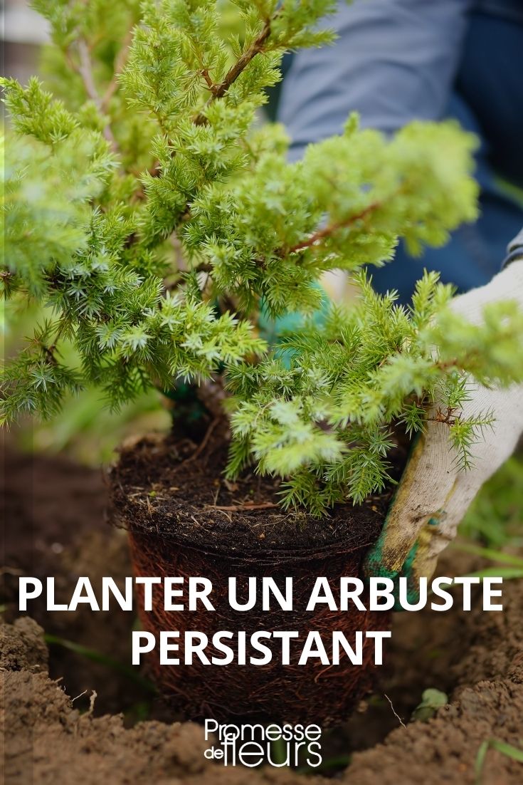 plantar arbusto perenne