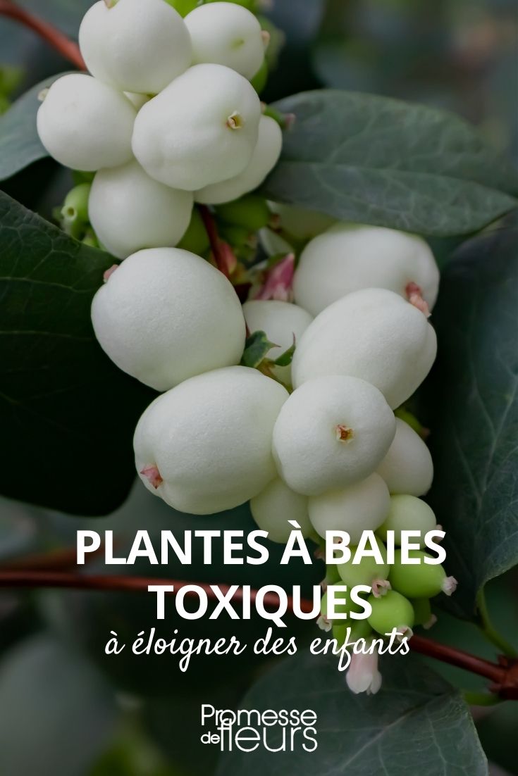 plantas con bayas tóxicas