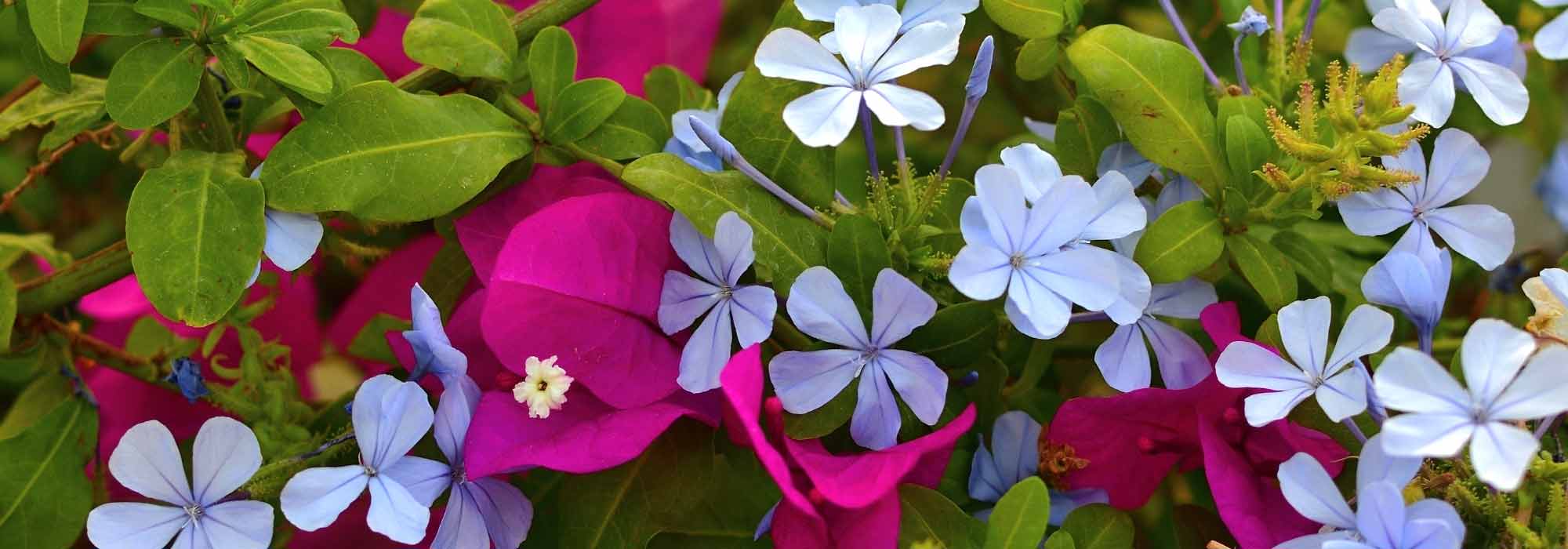 Asociar el Plumbago