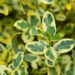 Huso japonés: las variedades más bellas