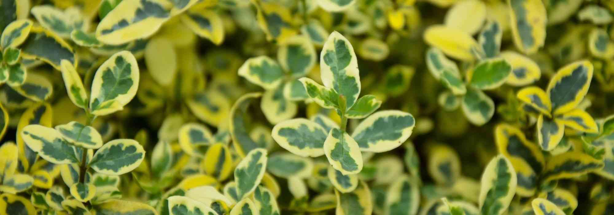 Huso japonés: las variedades más bellas