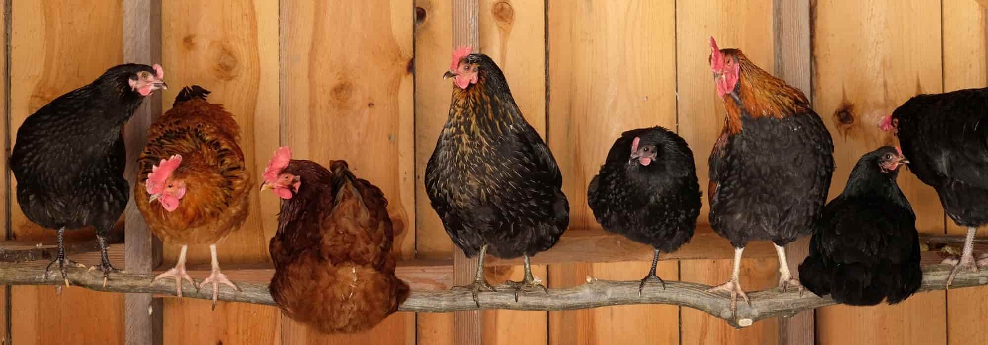 Instalar un gallinero en tu jardín: ¿qué dice la ley?