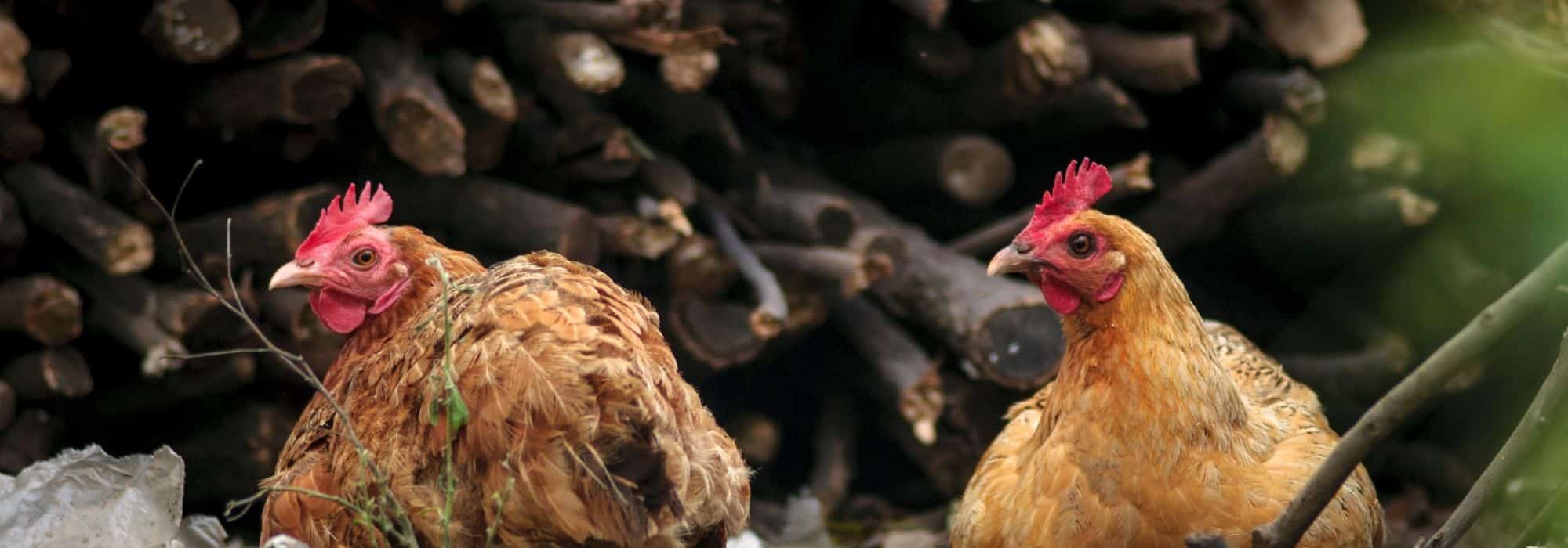¿Cómo proteger a las gallinas de los depredadores?