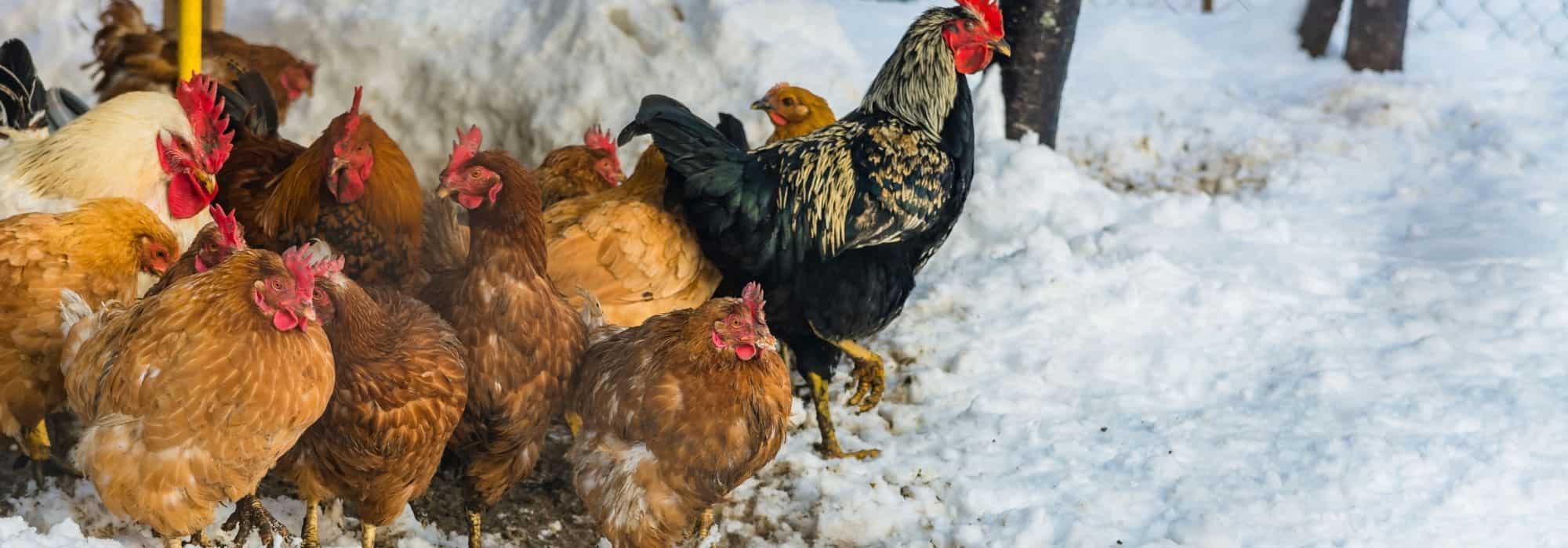 Nuestros consejos para proteger a tus gallinas del frío