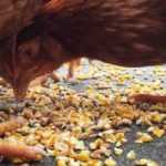 Alimentos prohibidos para gallinas