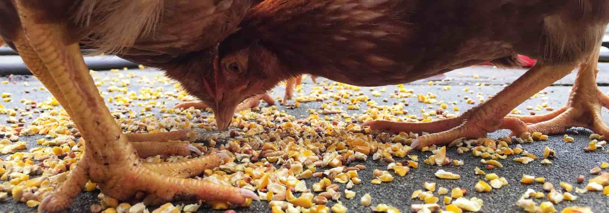 Alimentos prohibidos para gallinas