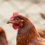 Adoptar gallinas: los 10 errores que no debes cometer
