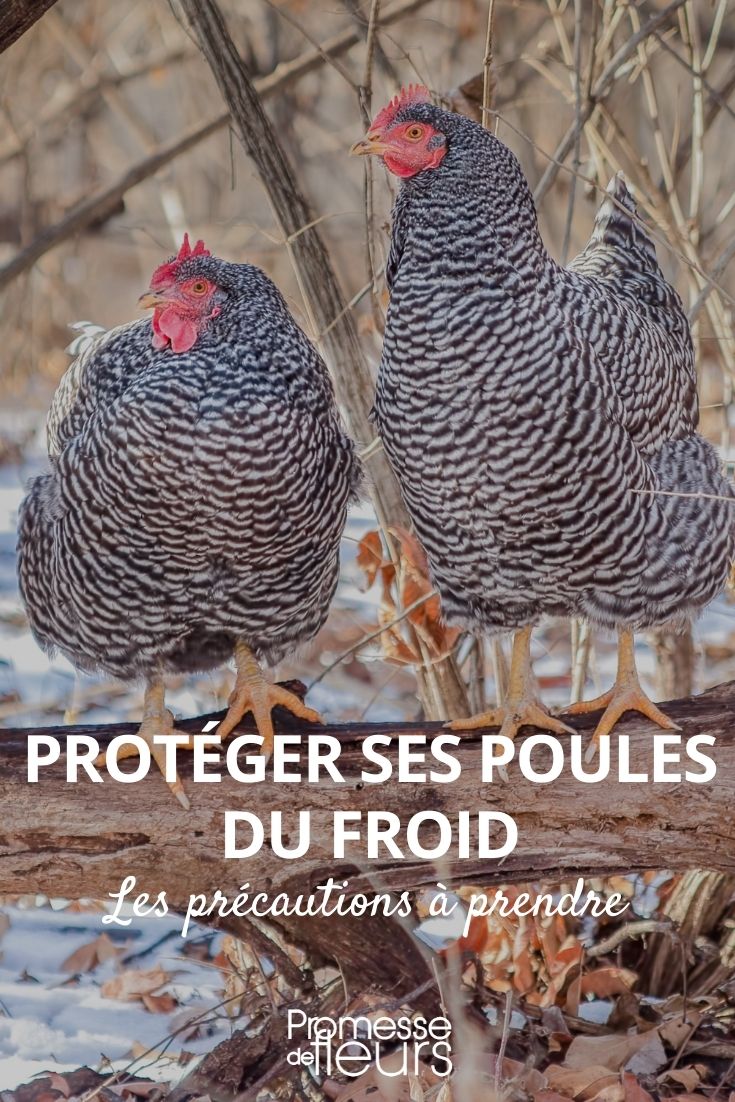 proteger a tus gallinas del frío