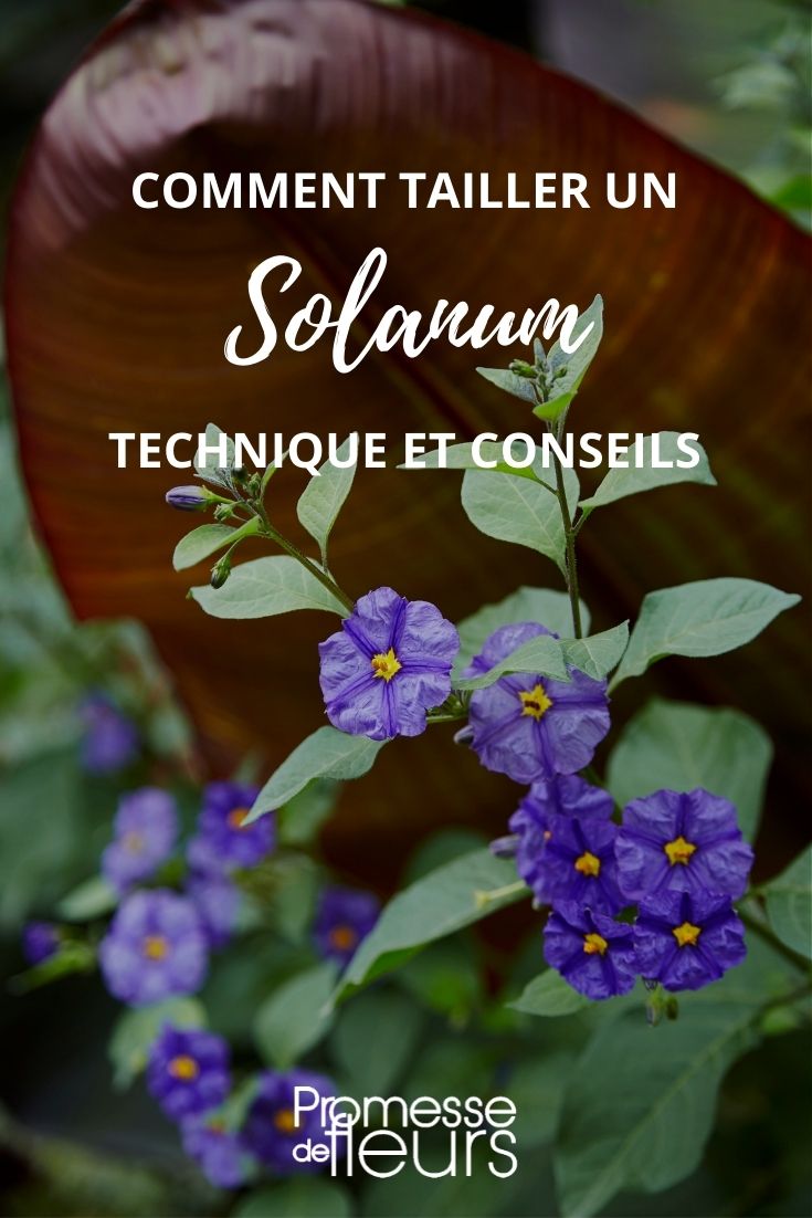 podar solanum