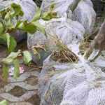 ¿Qué hacer con la arpillera de árboles y arbustos con cepellón?