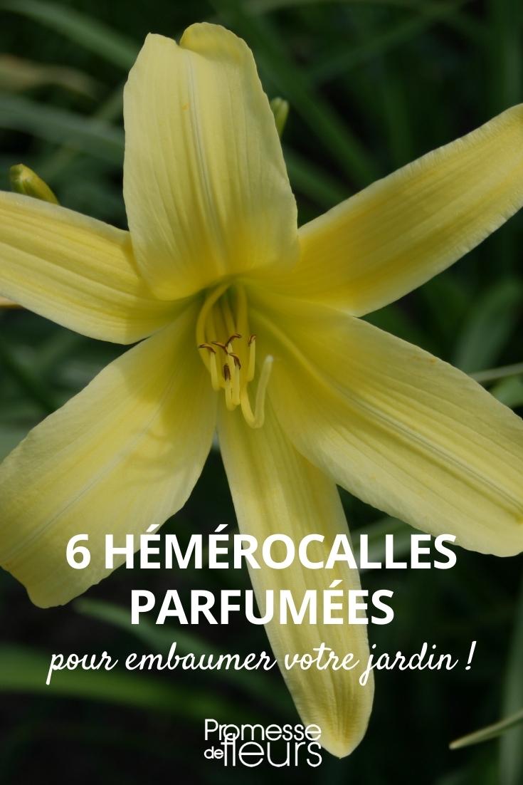 Hemerocallis perfumada
