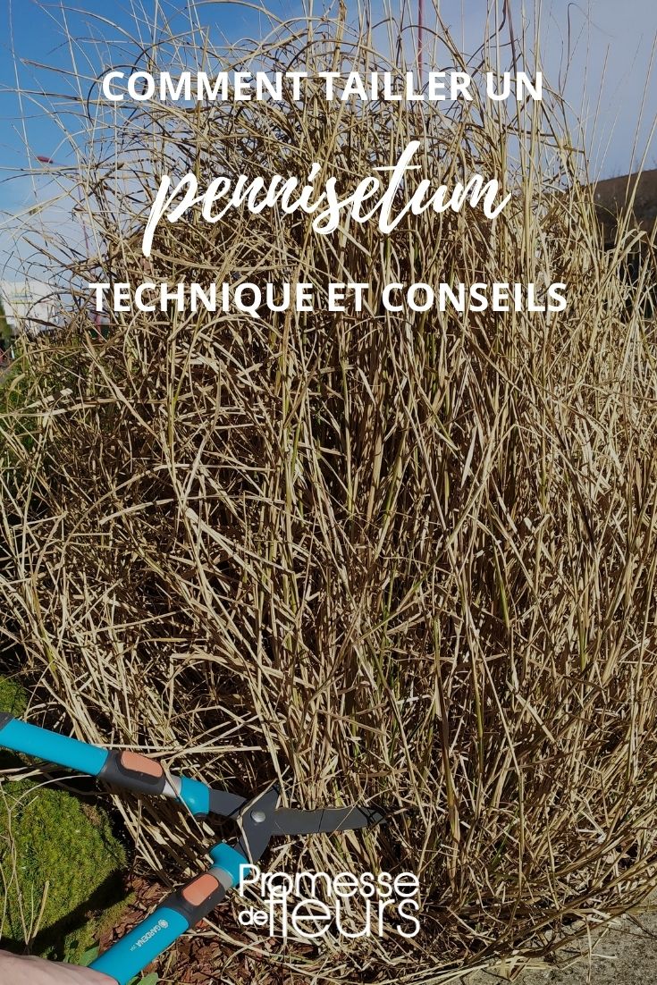 el tamaño del pennisetum gramínea