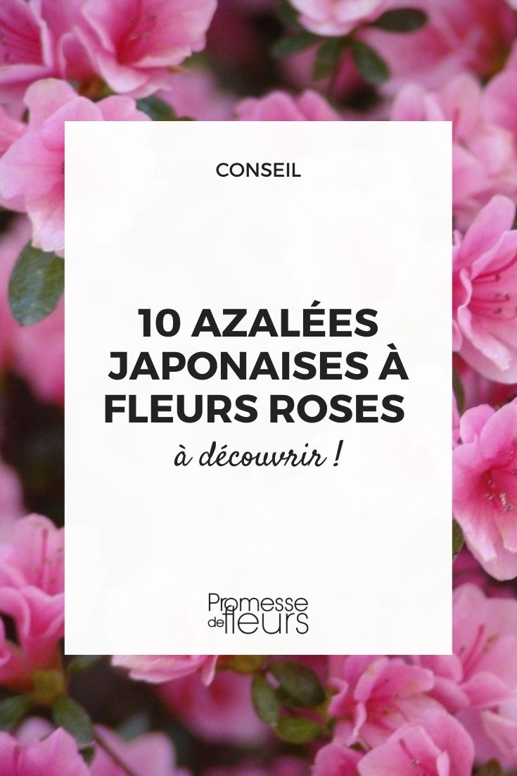 azalea Japonica floración color rosa