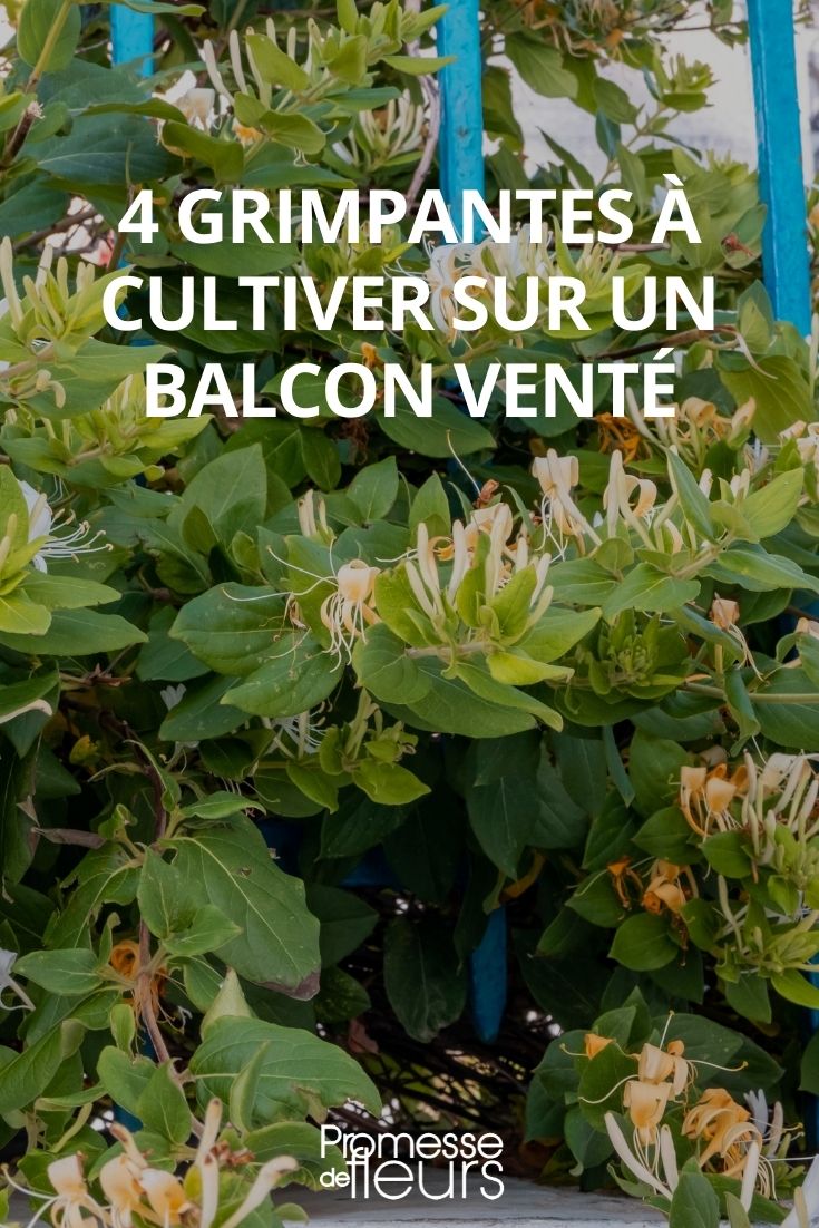 plantas trepadoras para balcón expuesto al viento y los rocíos marinos