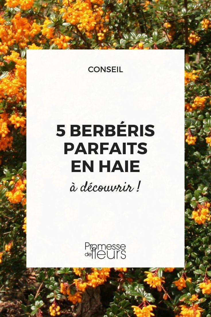 berberis arbustos seto