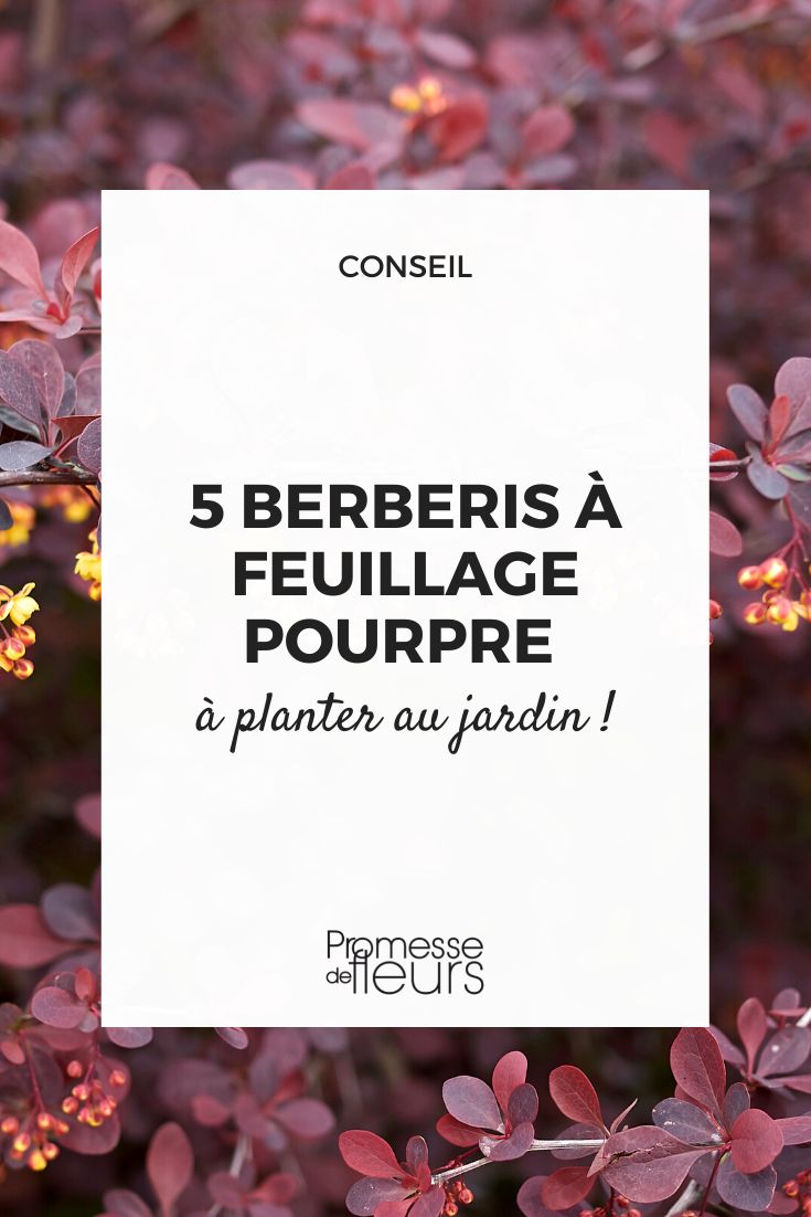 5 berberis púrpura que no pueden faltar en tu jardín
