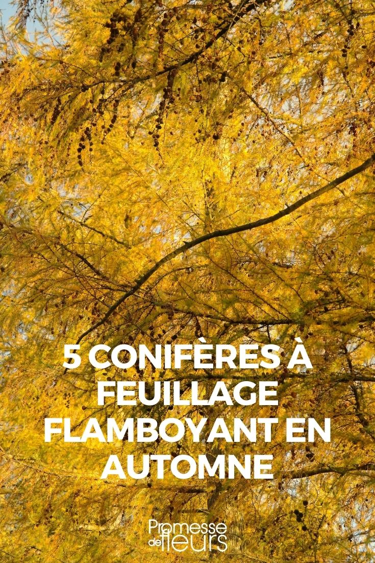 5 coníferas con follaje llamativo en otoño