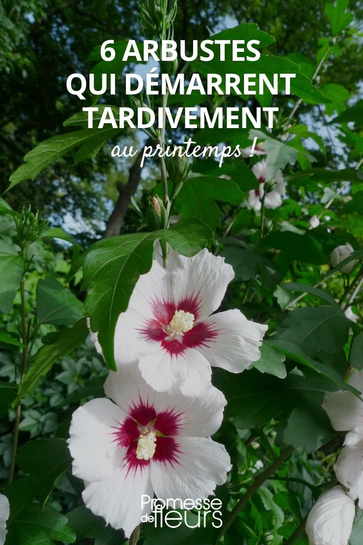 Arbustos de brotación tardía