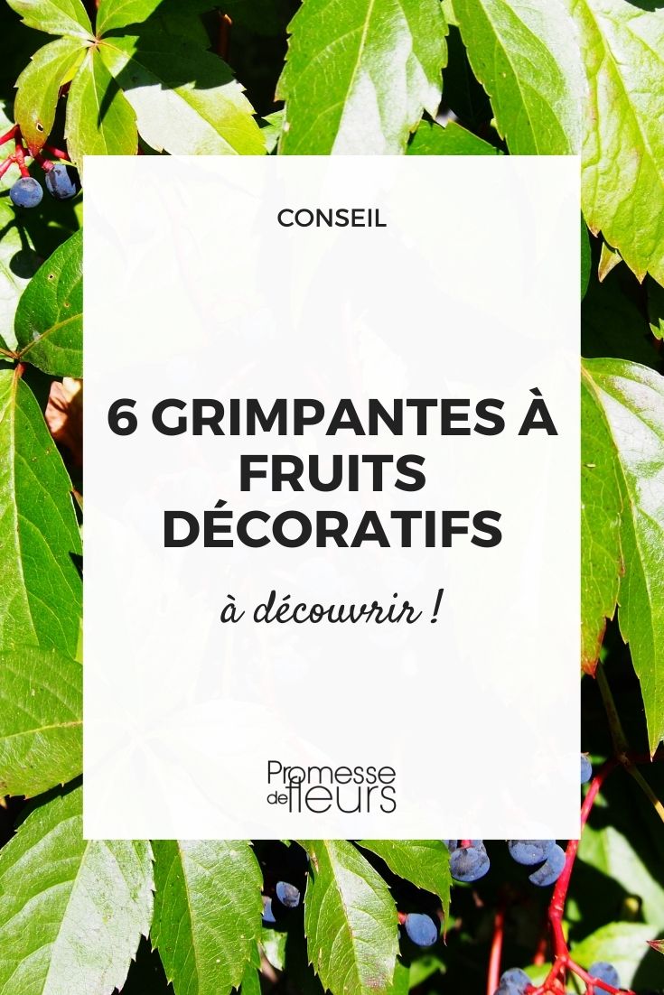 6 trepadoras con frutos decorativos