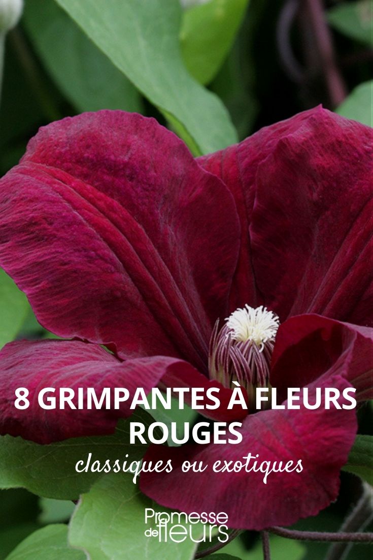 8 trepadoras con flores rojas