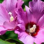 6 arbustos que brotan tarde en primavera