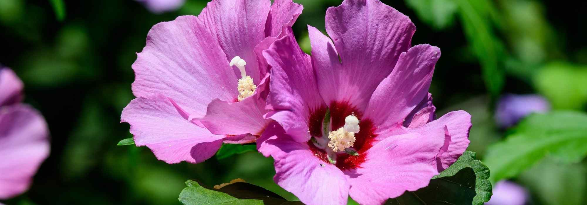 6 arbustos que brotan tarde en primavera